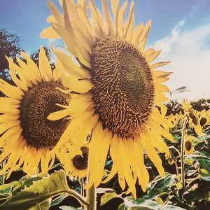 Meet your Posher, Connie